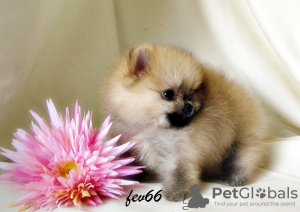 Photo №2 to announcement № 7830 for the sale of pomeranian - buy in Russian Federation breeder