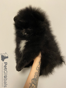 Photo №2 to announcement № 25152 for the sale of pomeranian - buy in Russian Federation private announcement