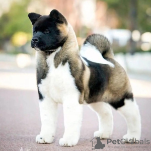 Photo №4. I will sell american akita in the city of Москва. from nursery, breeder - price - 897$