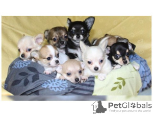 Photo №1. chihuahua - for sale in the city of Oulainen | Is free | Announcement № 129383