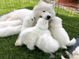 Photo №2 to announcement № 138978 for the sale of samoyed dog - buy in United States private announcement, breeder