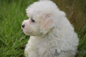 Photo №2 to announcement № 123644 for the sale of bichon frise - buy in Germany private announcement