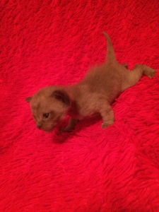 Photo №2 to announcement № 3239 for the sale of burmese cat - buy in Russian Federation from nursery