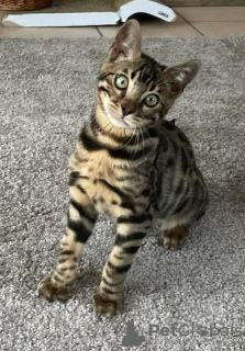 Photo №2 to announcement № 72825 for the sale of bengal cat - buy in Finland private announcement, breeder