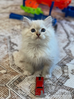 Photo №1. ragdoll - for sale in the city of Dalby | negotiated | Announcement № 156954