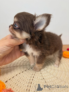 Photo №3.  Chihuahua Puppy Available for Adoption . Czech Republic