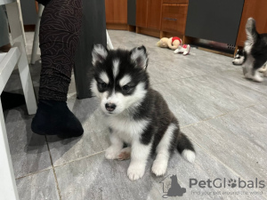 Photo №1. siberian husky - for sale in the city of Linz | Is free | Announcement № 92999