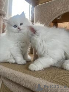 Photo №1. persian cat - for sale in the city of Garmisch-Partenkirchen | 800$ | Announcement № 132962