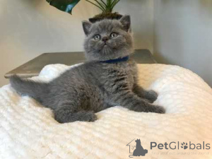 Photo №1. british shorthair - for sale in the city of Berlin | negotiated | Announcement № 160269