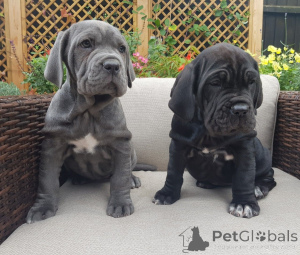 Photo №4. I will sell neapolitan mastiff in the city of Gottskär. private announcement, breeder - price - 2065$