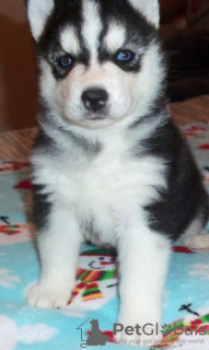 Photo №2 to announcement № 56584 for the sale of siberian husky - buy in Germany 