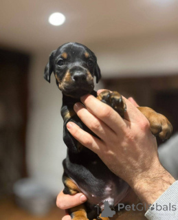 Photo №3. Adorable Doberman Puppies.. United Kingdom