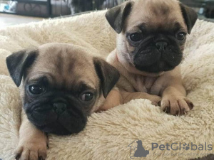 Photo №1. pug - for sale in the city of Valmiera | negotiated | Announcement № 49030