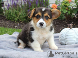 Photo №4. I will sell welsh corgi in the city of Ioannina.  - price - 423$