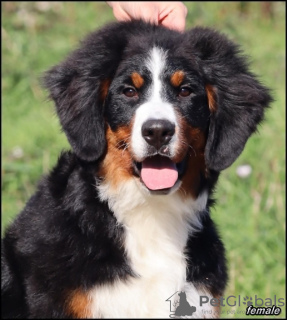 Photo №2 to announcement № 121693 for the sale of bernese mountain dog - buy in Serbia breeder