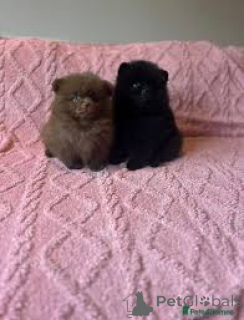 Photo №1. pomeranian - for sale in the city of Manchester | 723$ | Announcement № 165722