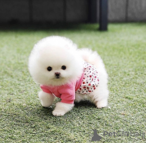 Photo №3. Cute little teacup Pomeranian puppy. United States