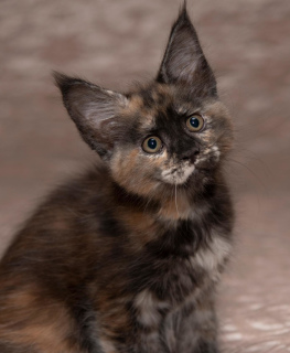 Photo №4. I will sell maine coon in the city of Москва. from nursery - price - Negotiated