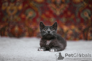 Additional photos: Smoky kitten Funtik is looking for a home!