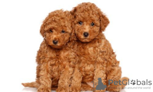 Photo №1. poodle (toy) - for sale in the city of Berlin | Is free | Announcement № 95855