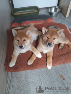 Photo №1. shiba inu - for sale in the city of Oslo | 250$ | Announcement № 120270