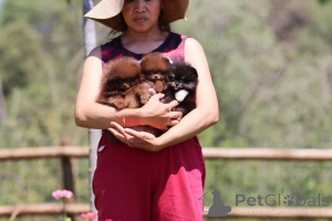 Photo №2 to announcement № 166172 for the sale of pomeranian - buy in Germany private announcement