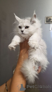 Photo №3. Mainecoon Kittens. Germany