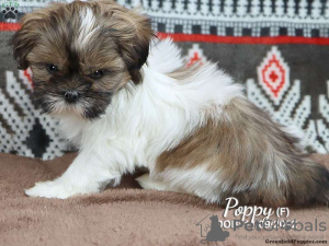 Photo №1. shih tzu - for sale in the city of Штутгарт | negotiated | Announcement № 44777