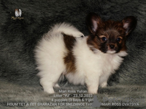 Additional photos: Papillon puppy boy - Marie Ross Julian