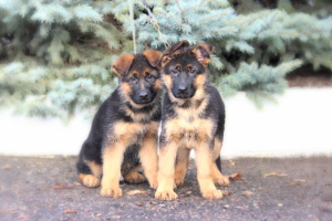 Photo №2 to announcement № 4911 for the sale of german shepherd - buy in Russian Federation 
