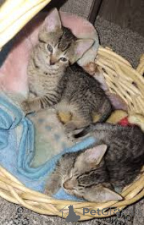 Photo №1. ocicat - for sale in the city of Brussels | 516$ | Announcement № 166618