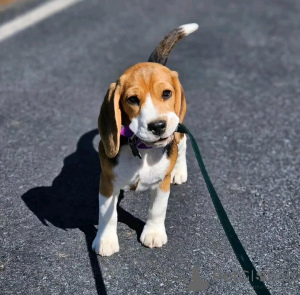 Photo №2 to announcement № 138113 for the sale of beagle - buy in United States breeder