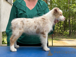 Photo №2 to announcement № 161553 for the sale of border collie - buy in Germany private announcement