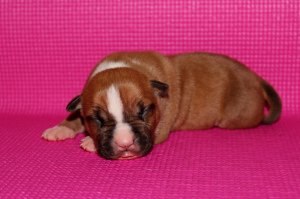 Photo №1. american staffordshire terrier - for sale in the city of St. Petersburg | 531$ | Announcement № 2950
