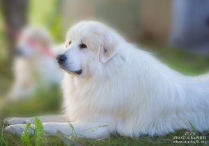 Additional photos: Puppies of the Pyrenean Mountain Dog are offered for sale.