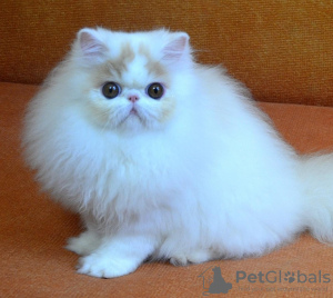 Additional photos: Pure persian