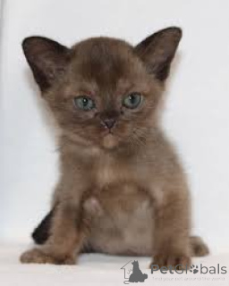 Photo №3. Burma-Kätzchen zu verkaufen. Finland