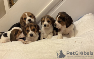 Photo №2 to announcement № 131461 for the sale of beagle - buy in Belgium private announcement, breeder