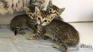 Photo №2 to announcement № 162403 for the sale of egyptian mau - buy in Belgium private announcement, breeder