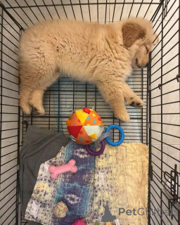 Photo №2 to announcement № 138952 for the sale of curly-coated retriever - buy in United States private announcement, breeder