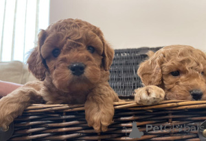 Photo №3. Cavapoo M/W-Welpen zu verkaufen.. Germany