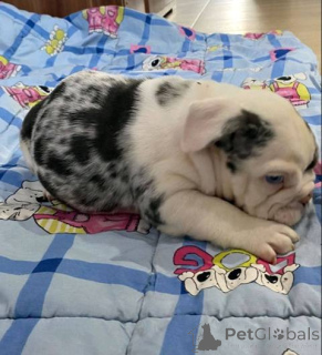 Photo №2 to announcement № 163981 for the sale of english bulldog - buy in Serbia 