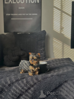 Photo №2 to announcement № 168620 for the sale of yorkshire terrier - buy in Germany breeder