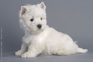 Photo №1. west highland white terrier - for sale in the city of Beton-Bazoches | Negotiated | Announcement № 1035