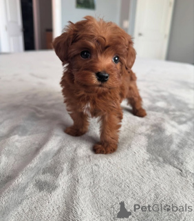 Photo №1. poodle (toy) - for sale in the city of Arizona City | negotiated | Announcement № 152446