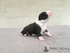 Photo №3. FCI bull terrier. Poland