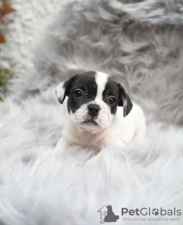 Photo №1. french bulldog - for sale in the city of Woltersdorf | Is free | Announcement № 99565