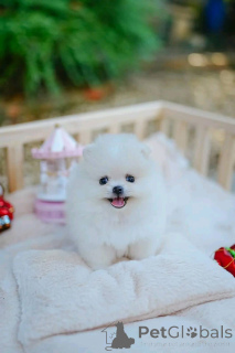 Photo №2 to announcement № 162134 for the sale of  - buy in Finland 