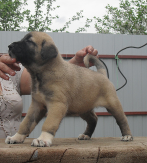 Photo №2 to announcement № 2447 for the sale of anatolian shepherd - buy in Russian Federation from nursery
