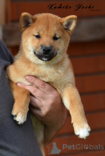Photo №3. Siba Inu puppy girl with RKF documents. Russian Federation